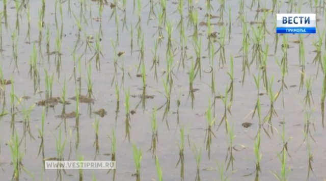 More than 13 thousand hectares of rice sowed in Primorye