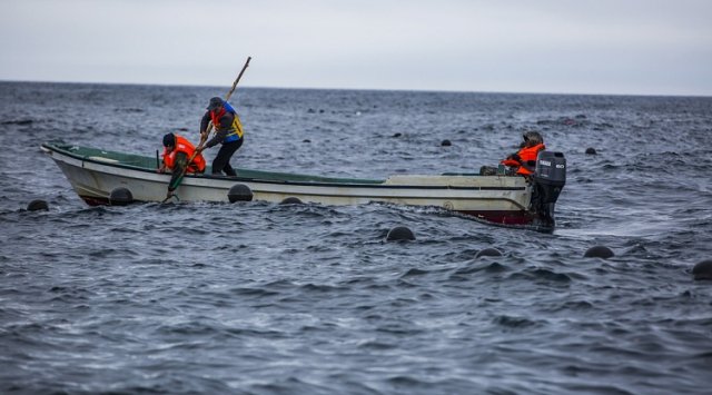 Marine aquatories for aquaculture will be played at the Eastern Economic Forum in Primorye