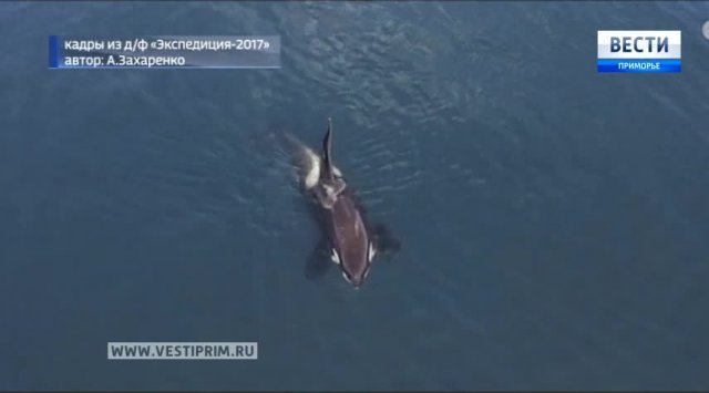 Экспертиза Росприроднадзора одобрила спецоперацию "косатка за миллион" Экспертиза Росприроднадзора одобрила спецоперацию "косатка за миллион"