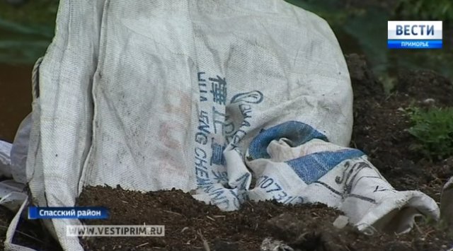 "Ядовитые посадки" сои расположились возле огородов селян в Спасском районе