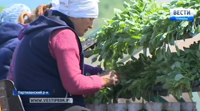 Капусту в Золотой долине Приморья садят револьверным способом