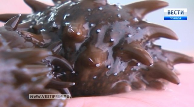 «Наука 2.0»: Морские организмы на службе у людей