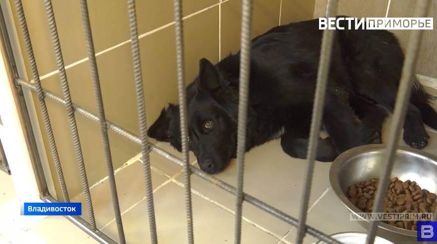 Во Владивостоке начался отлов бездомных собак для стерилизации