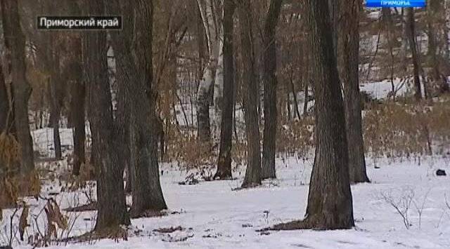 Опасные насекомые открыли охоту на приморцев