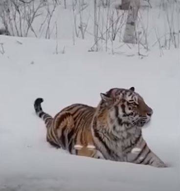 Встреча с молодым амурским тигром привела в восторг приморцев