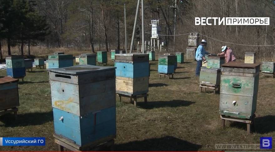 Окраска крыльев первых бабочек дает прогнозы пчеловодам