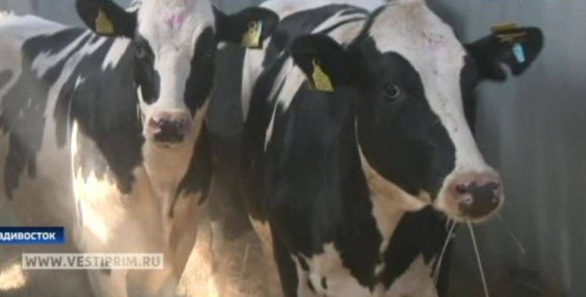 Опасная говядина обнаружена на продуктовом складе в Приморье