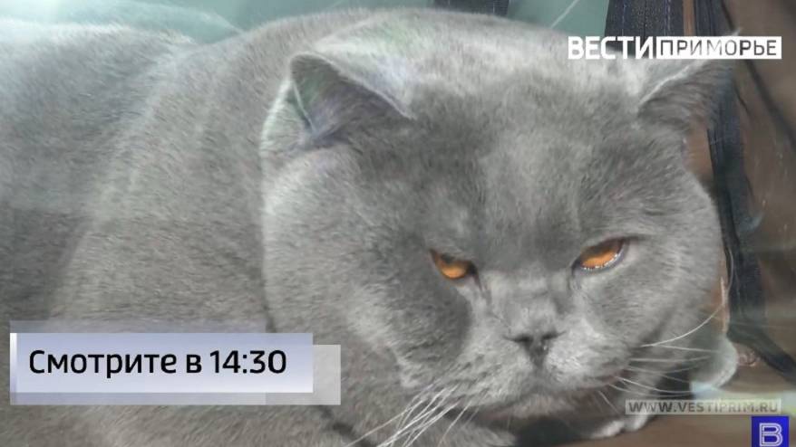 Коты попали под санкции?