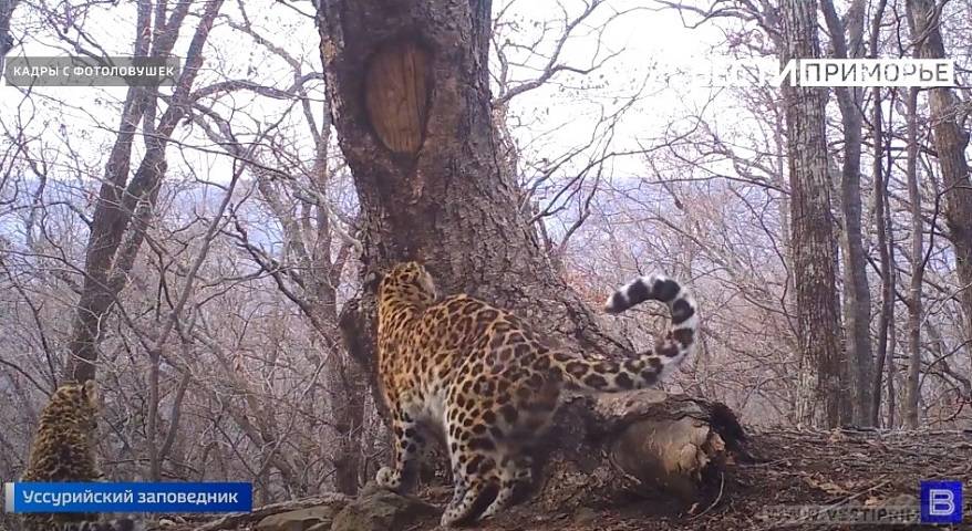 Уссурийский заповедник готовится к реинтродукции дальневосточного леопарда