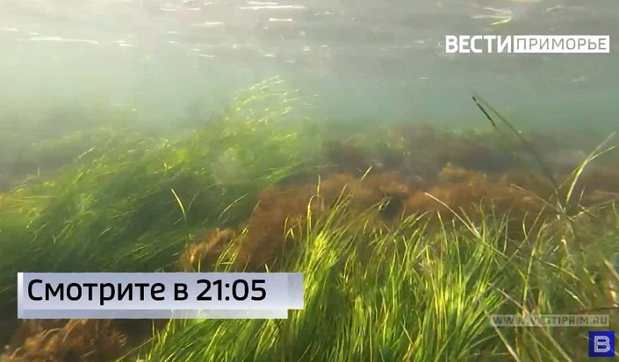 В Приморье нашли неожиданное применение морским водорослям