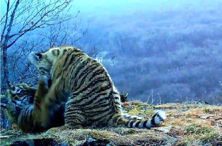 "Пока мама не видит": забавы двух молодых тигрят в Приморье сняли на видео