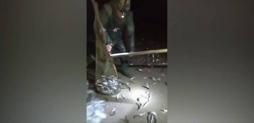 Рыбу мешками несут: на берег Приморья массово выбрасывается мойва