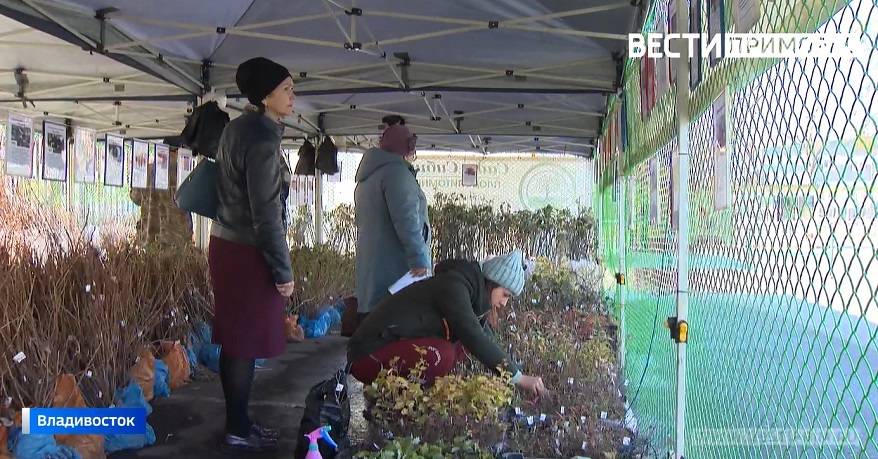 На ярмарке плодопитомника «Сады Сибири» началась тотальная распродажа На ярмарке плодопитомника «Сады Сибири» началась тотальная распродажа