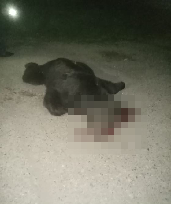 Огромного бурого медведя обезвредили в центре города в Приморье