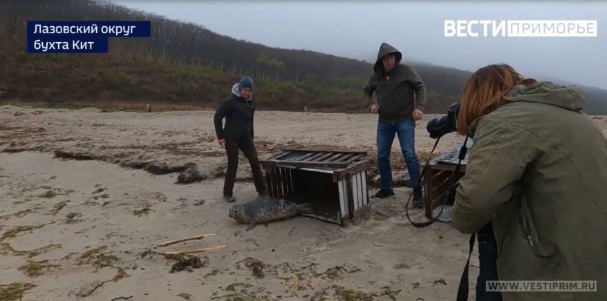 Пару тюленей из реабилитационного центра в Приморье вернули в дикую природу