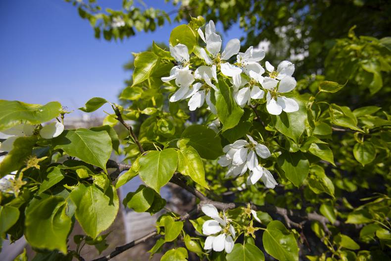 Деревья и кустарники во Владивостоке обработают от вредителей Деревья и кустарники во Владивостоке обработают от вредителей