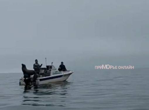 Наглый сивуч забрался в лодку приморских рыбаков