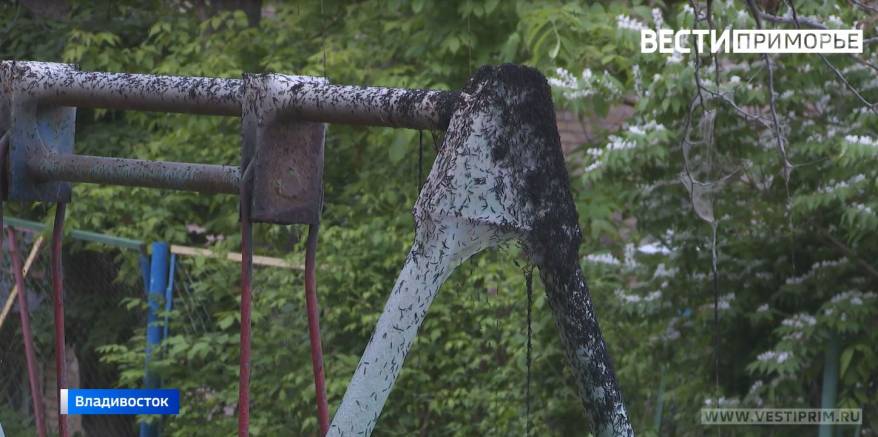 Полчища черных гусениц оккупировали дворы Владивостока
