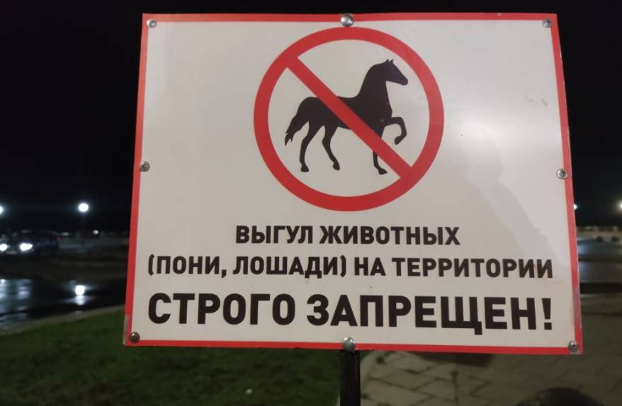 «Сердце города» без вони»: кони в центре Владивостока попали под запрет
