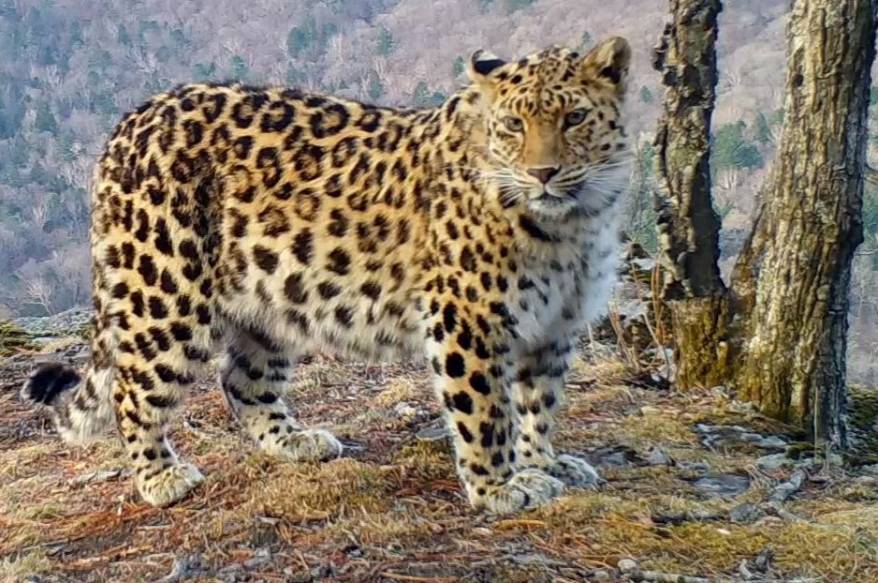 Сразу 8 видов животных «отметились» на одной из фотоловушек нацпарка