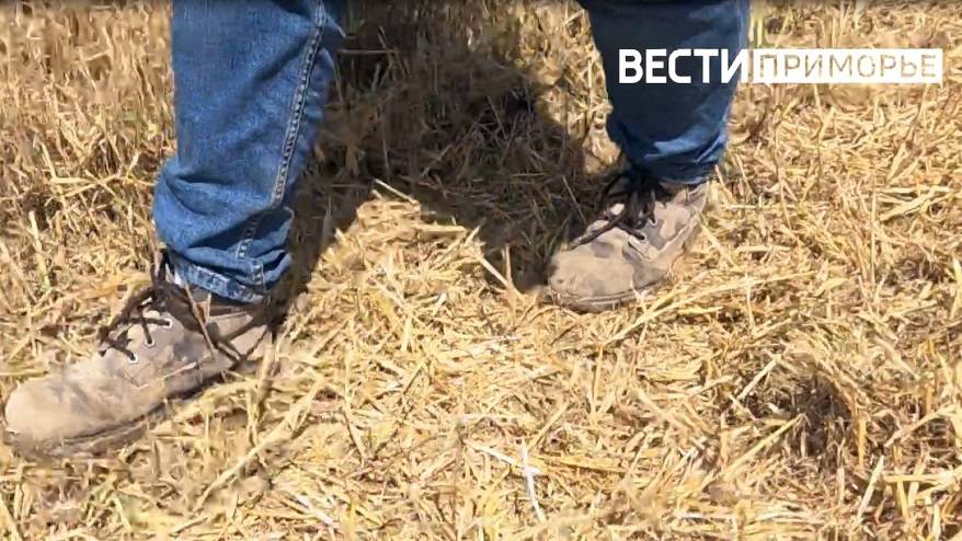 «Объявлено предостережение»: На земельных участках обнаружены цинк и гербициды
