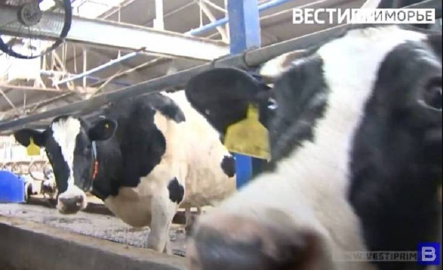 Горожане восхитились знанием ПДД коровами (видео)