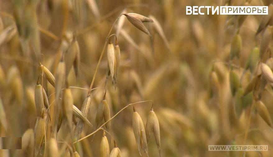 Почти 60 тысяч тонн зерна экспортировано в страны АТР из Приморья