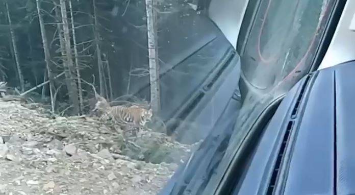 Новая встреча людей с амурским тигром произошла в Приморье