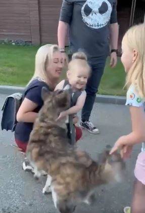 Олег Кожемяко нашел новых хозяев щенку акита-ину