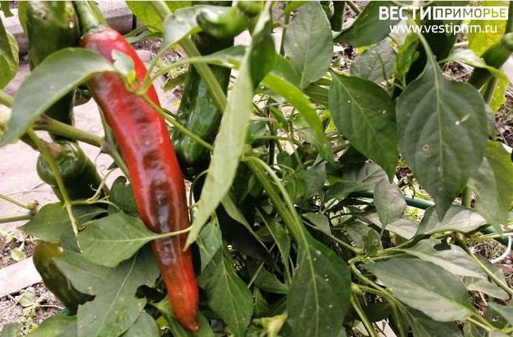 Wilt virus: Перец с опасной заразой не пустили в Приморье Wilt virus: Перец с опасной заразой не пустили в Приморье