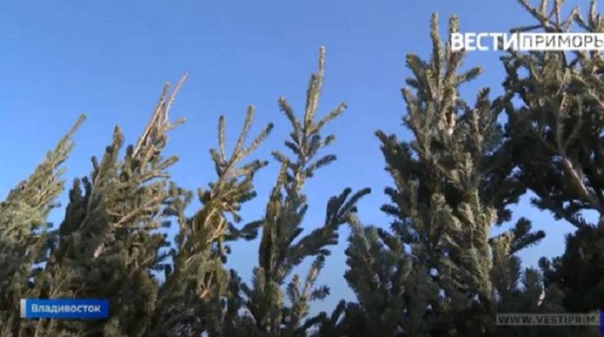 Более десятка площадок предлагают предпринимателям во Владивостоке
