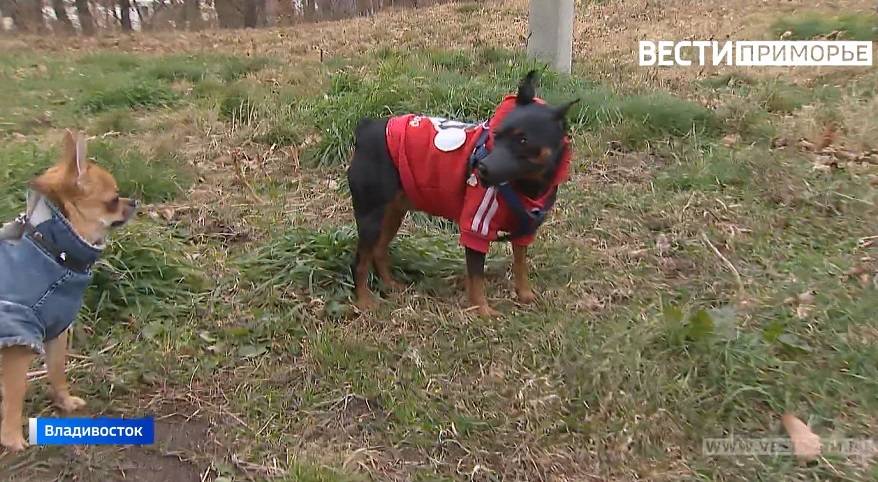 Догхантеры активизировались: Они не скрывают, как и чем травят собак ...