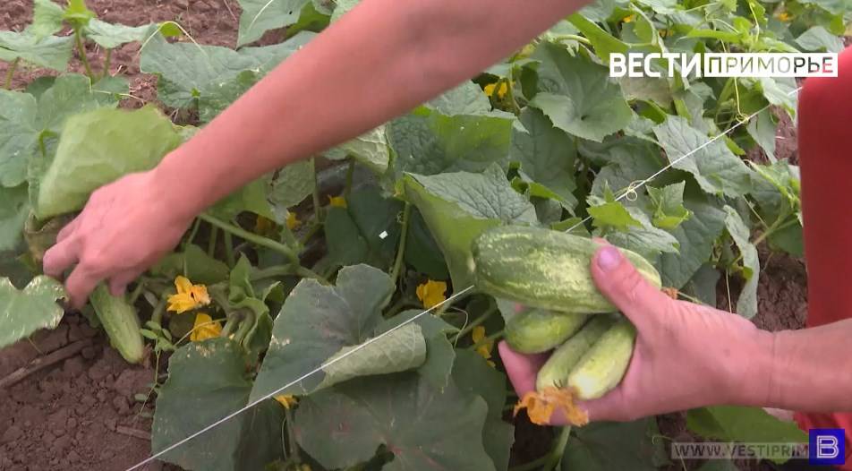 Стоимость свежих огурцов во Владивостоке стремится к цене морского ...
