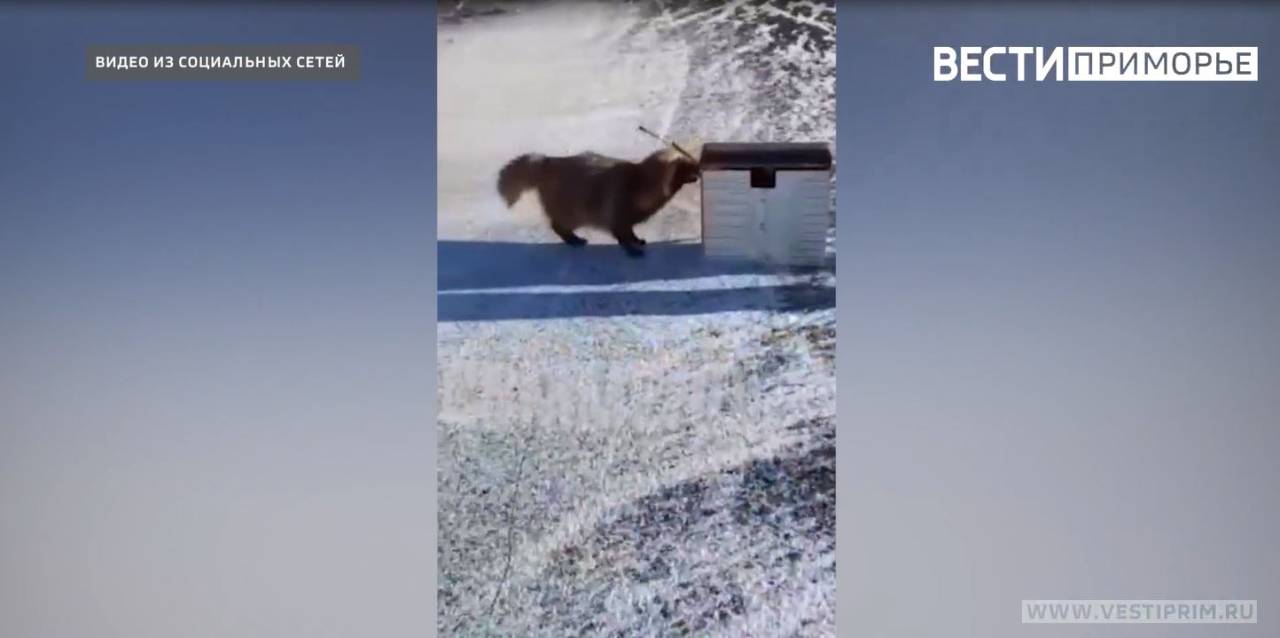 Наглый зверек позабавил приморских рыбаков » Новости Владивостока и ...