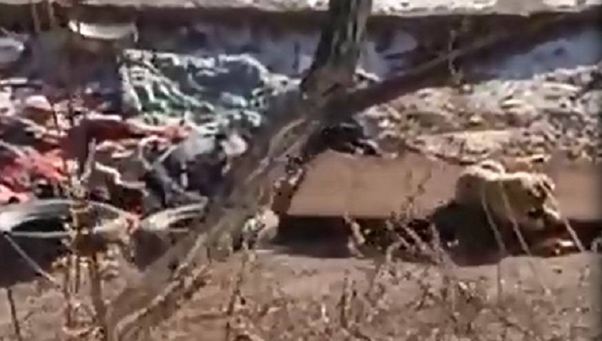 Стая собак держит в страхе жителей огромного района (видео)