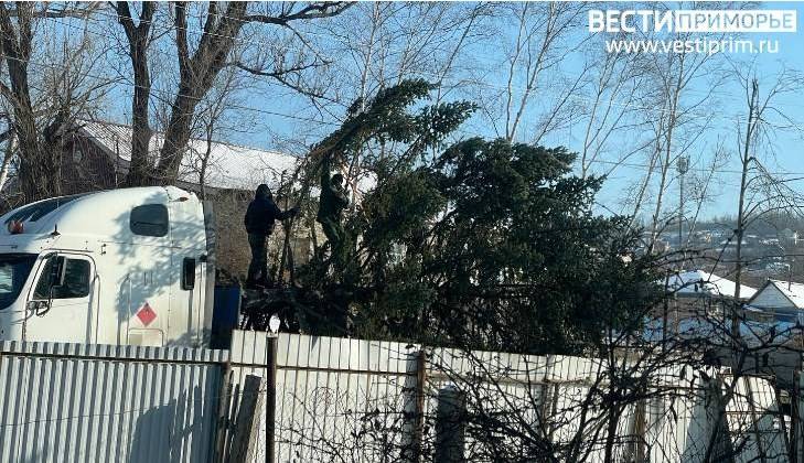 «В эти минуты»: Горожане стали свидетелями «похищения» елки «В эти минуты»: Горожане стали свидетелями «похищения» елки