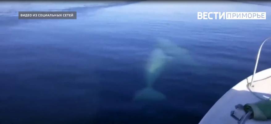 Двух любопытных белух повстречали рыбаки у берегов Владивостока Двух любопытных белух повстречали рыбаки у берегов Владивостока