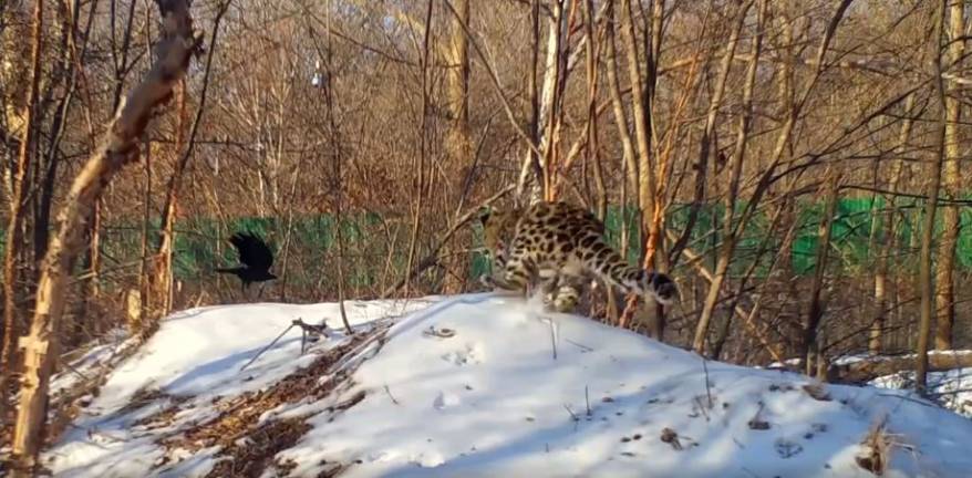 Разговор леопарда с вороной в Приморье попал на видео