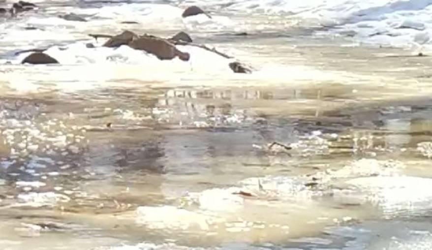 «Морж» с крыльями попал на камеру во время банных процедур (видео)