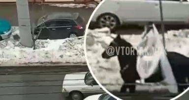 "А жених на олене?": Невеста верхом на коне замечена во Владивостоке