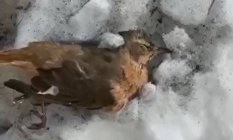 Птицы замерзают на лету из-за аномальных морозов во Владивостоке Птицы замерзают на лету из-за аномальных морозов во Владивостоке