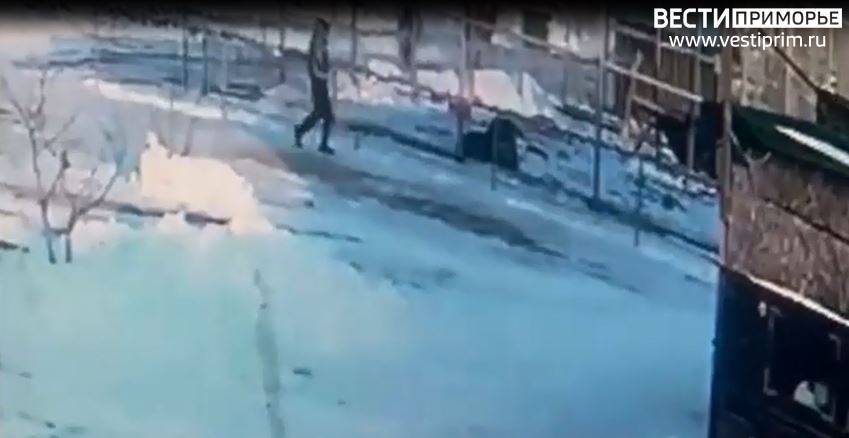 Пьяная дама спровоцировала нападение льва в приморском зоопарке