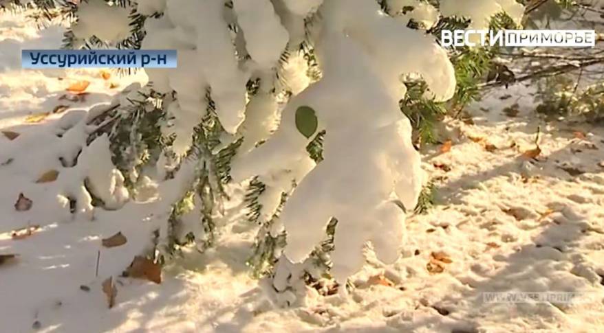 Такое бывает раз в 20 лет: редкое природное явление прогнозируют синоптики в Приморье Такое бывает раз в 20 лет: редкое природное явление прогнозируют синоптики в Приморье