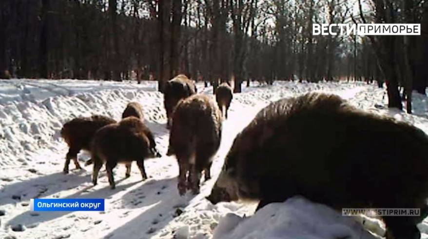 В Приморье запретили все виды охоты на кабана В Приморье запретили все виды охоты на кабана