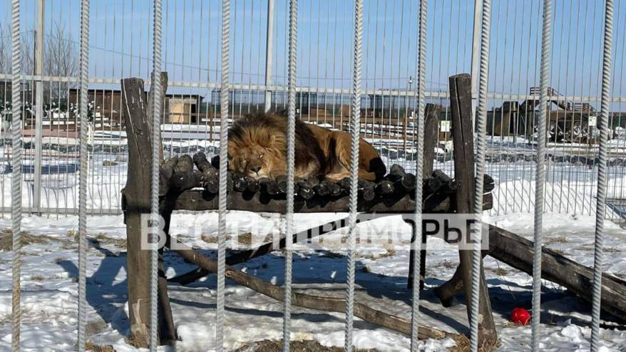 Следы крови на снегу: "Вести: Приморье" побывали на месте нападения льва на женщину