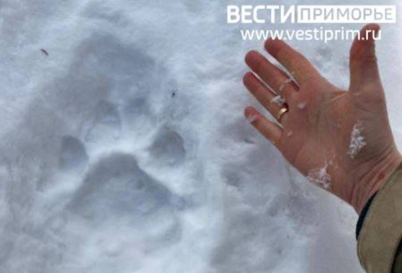 "Хребтину ему вырвала": голодный хищник держит в страхе жителей приморского села