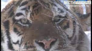 «Звездуля» выжила после нападения тигра в Приморье