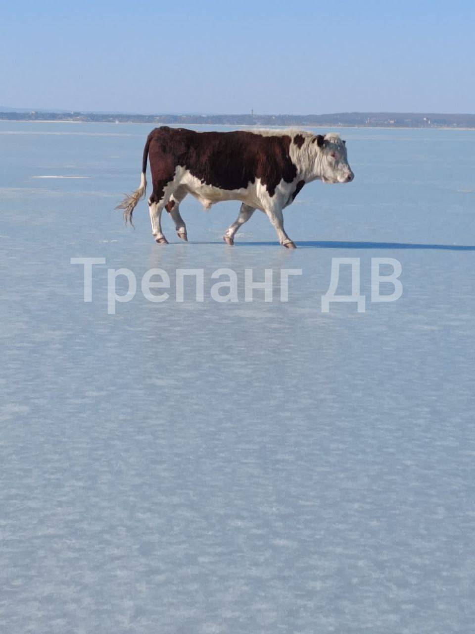 Корова у моря