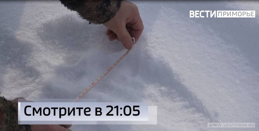 Более 30 жертв на его счету: Тигр-рецидивист объявлен в розыск в Приморье