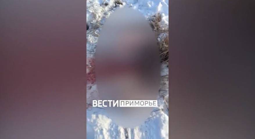 В Приморье тигр задрал алабая-охранника